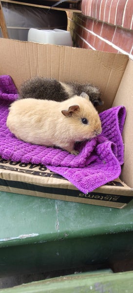 Rex Guinea pigs Carousel 3