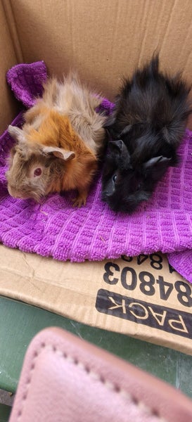 Abysinian Guinea pigs Carousel 1