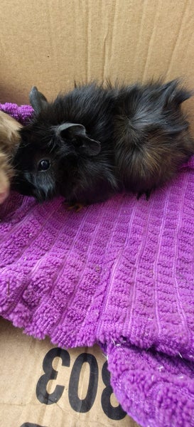 Abysinian Guinea pigs Carousel 2