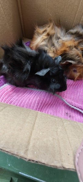 Abysinian Guinea pigs Carousel 7