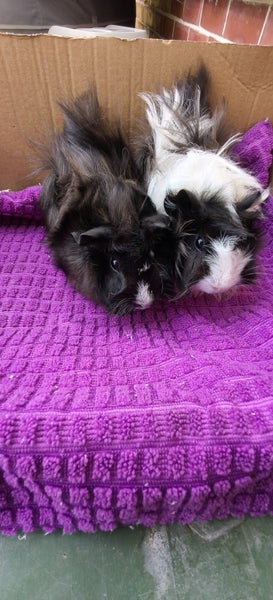 Fluffy Guinea pigs Carousel 1