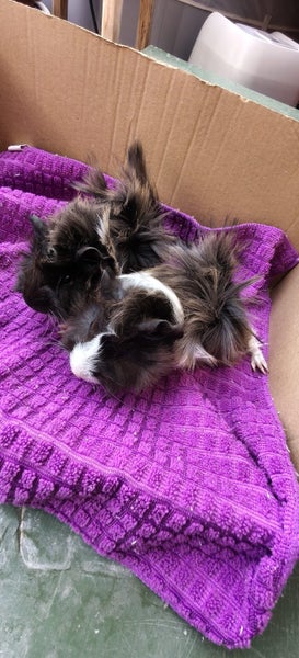 Fluffy Guinea pigs Carousel 2