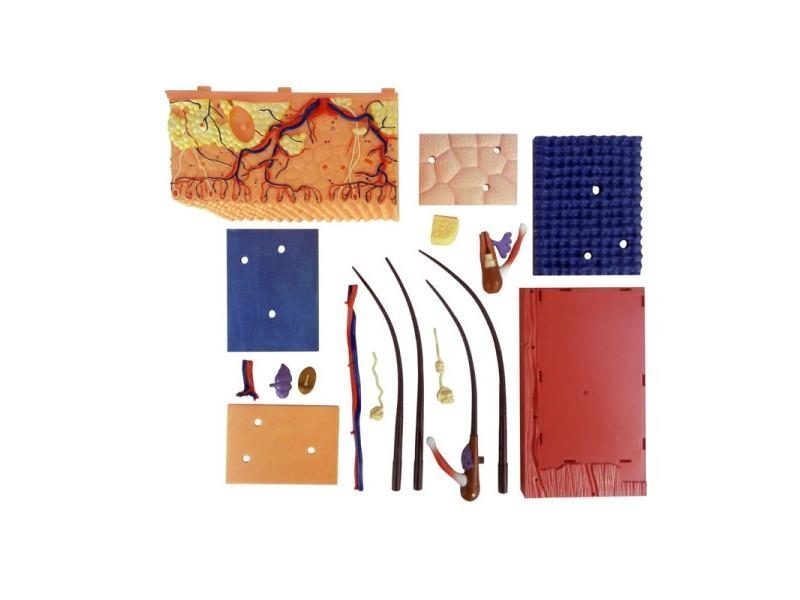 Skin And Hair 4D Master Puzzle Assembling Toy Human Body Organ Anatomical Model Carousel 4