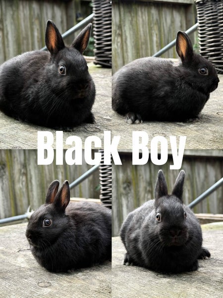 Purebred Netherland Dwarf Rabbits Carousel 2