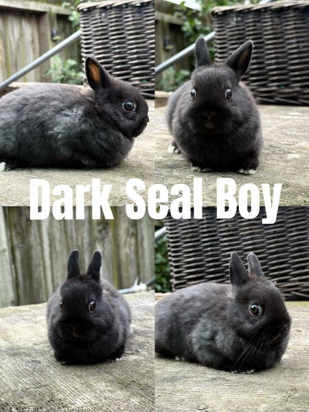 Purebred Netherland Dwarf Rabbits Carousel 1