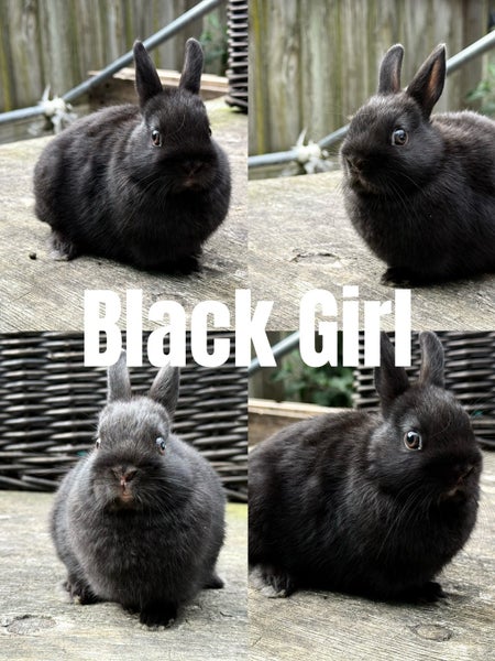 Purebred Netherland Dwarf Rabbits Carousel 1