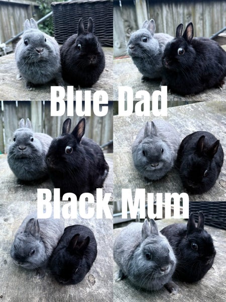 Purebred Netherland Dwarf Rabbits Carousel 4