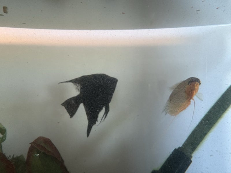 150L fish tank set up Carousel 4