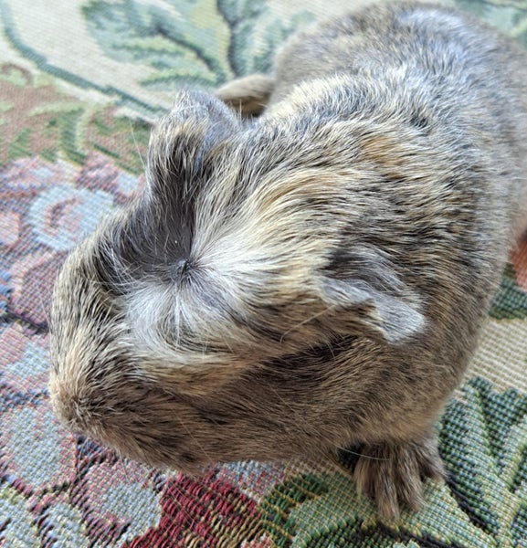 Long haired guinea pig babies Carousel 4