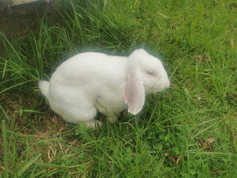 Cute Baby Bunnies & Adult Bunny Looking for New Home Carousel 1