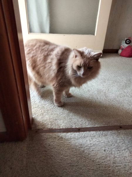 WHERE'S OUR CHARLIE? Carousel 1