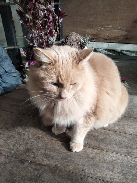 WHERE'S OUR CHARLIE? Carousel 2