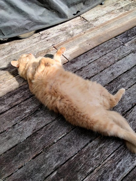 WHERE'S OUR CHARLIE? Carousel 4