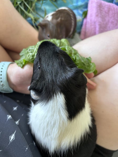 Pair of young bonded male guinea pigs Carousel 2