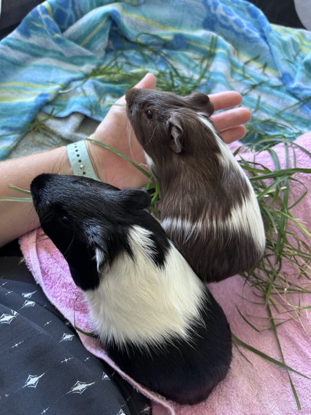 Pair of young bonded male guinea pigs Carousel 1