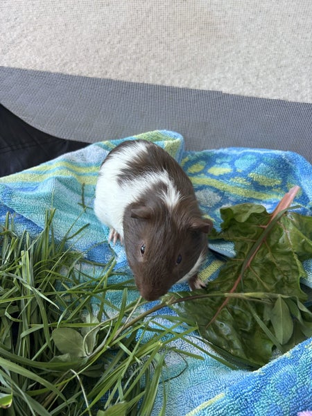 Pair of young bonded male guinea pigs Carousel 6