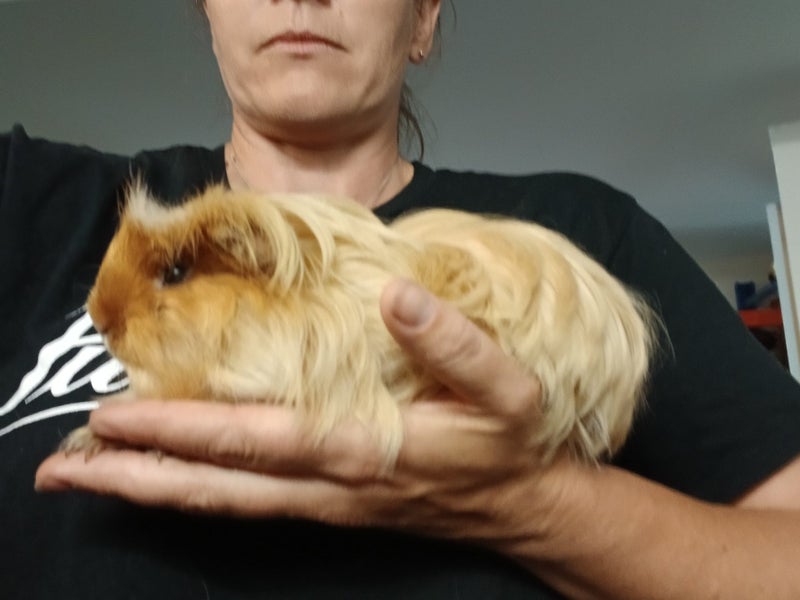 Guinea Pigs Carousel 2