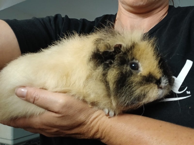 Guinea Pigs Carousel 1