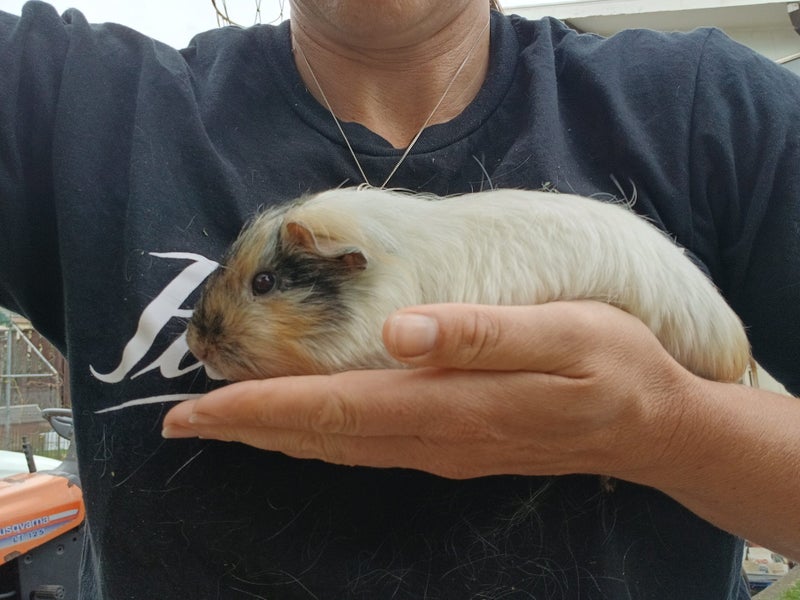 Guinea Pigs Carousel 12