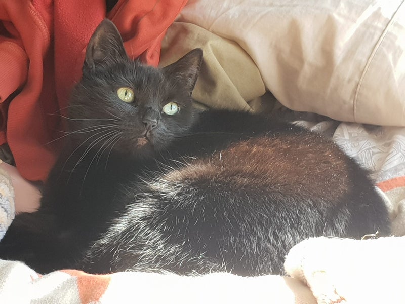 Lost Black Cat - 29 Jan 2026 Carousel 1
