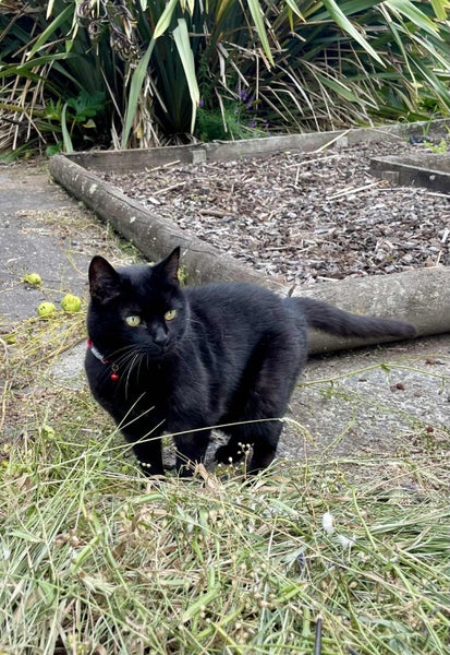 Lost Black Cat - 29 Jan 2026 Carousel 2