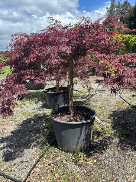 Japanese Maple - Acer Palmatum - Crimson Queen 130lt Carousel 2