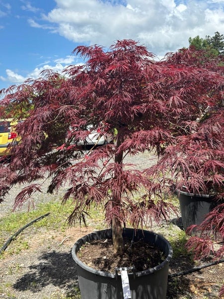 Japanese Maple - Acer Palmatum - Crimson Queen 130lt Carousel 3