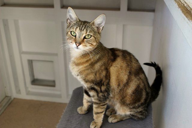 Found - Tabby Tortie & White DSH Female Cat Carousel 1