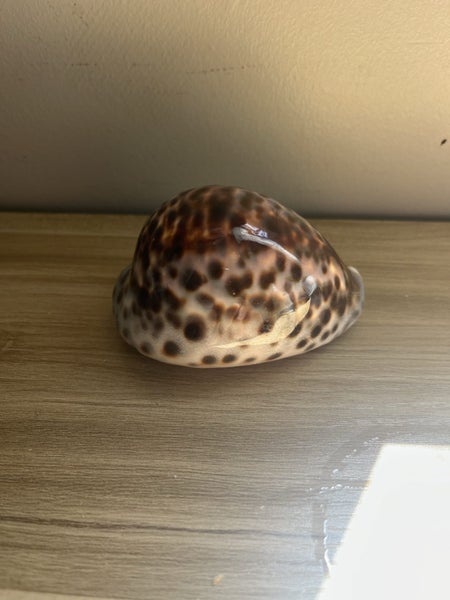 Cypraea Tigris Cowrie Seashell Sea Shell Carousel 1