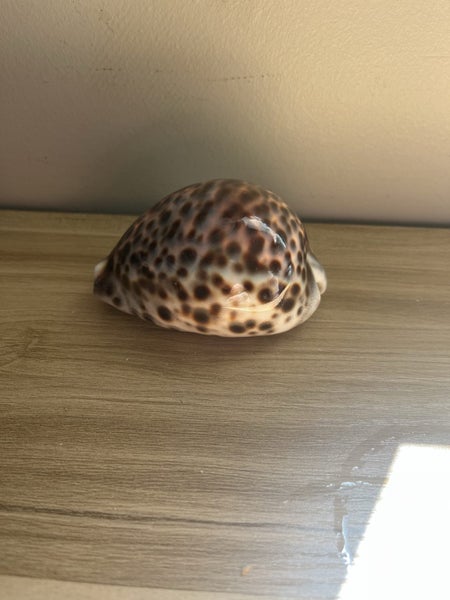 Cypraea Tigris Cowrie Seashell Sea Shell Carousel 2