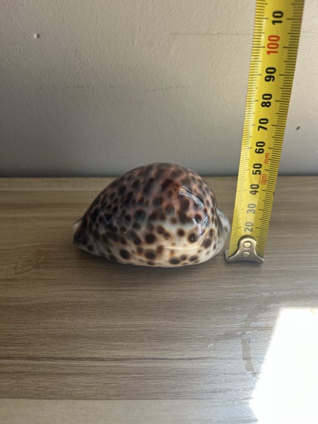 Cypraea Tigris Cowrie Seashell Sea Shell Carousel 5
