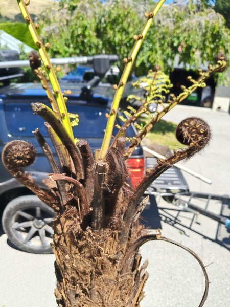 Punga wall or feature Carousel 5