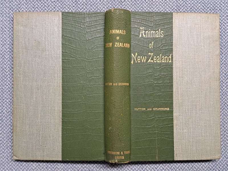 Hutton & Drummond - ANIMALS OF NEW ZEALAND 1904 #3048 Carousel 2