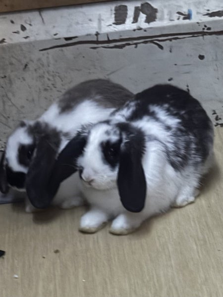 Baby mini lops x Angora Carousel 2