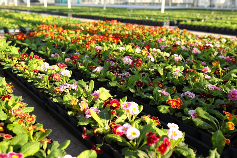 Zealandia Horticulture Carousel 4