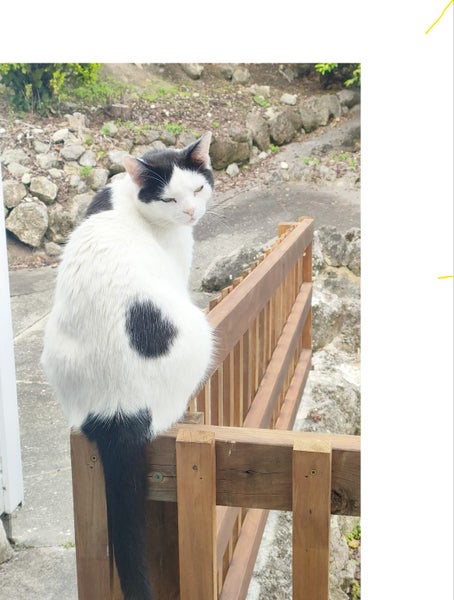 much loved male cat missing Carousel 1