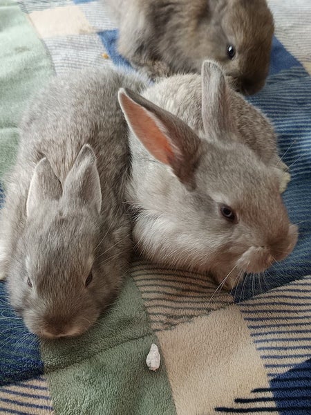 Purebred Flemish Giants Carousel 2