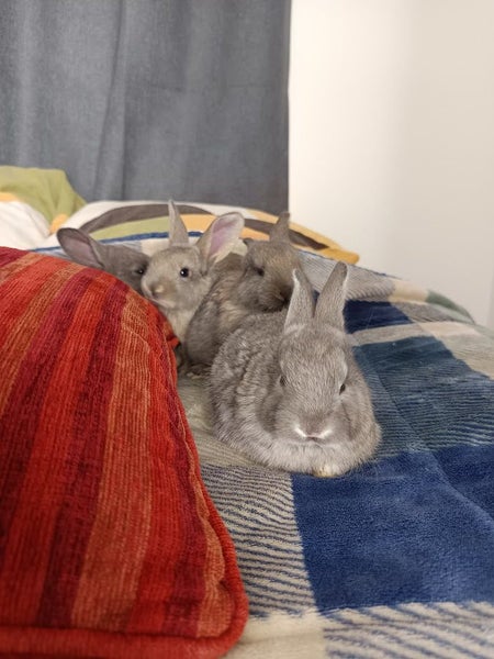 Purebred Flemish Giants Carousel 1