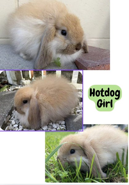 Mini Lop bunnies ready to go to their forever homes! Carousel 1