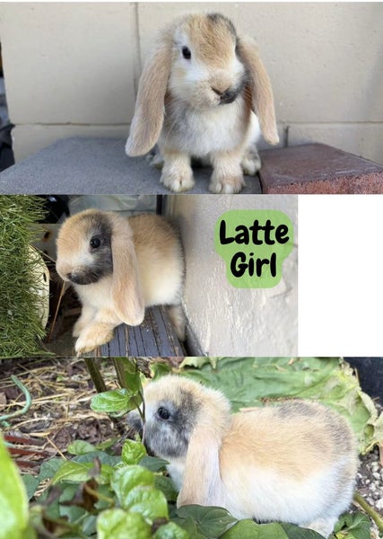 Mini Lop bunnies ready to go to their forever homes! Carousel 2