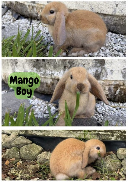 Mini Lop bunnies ready to go to their forever homes! Carousel 2