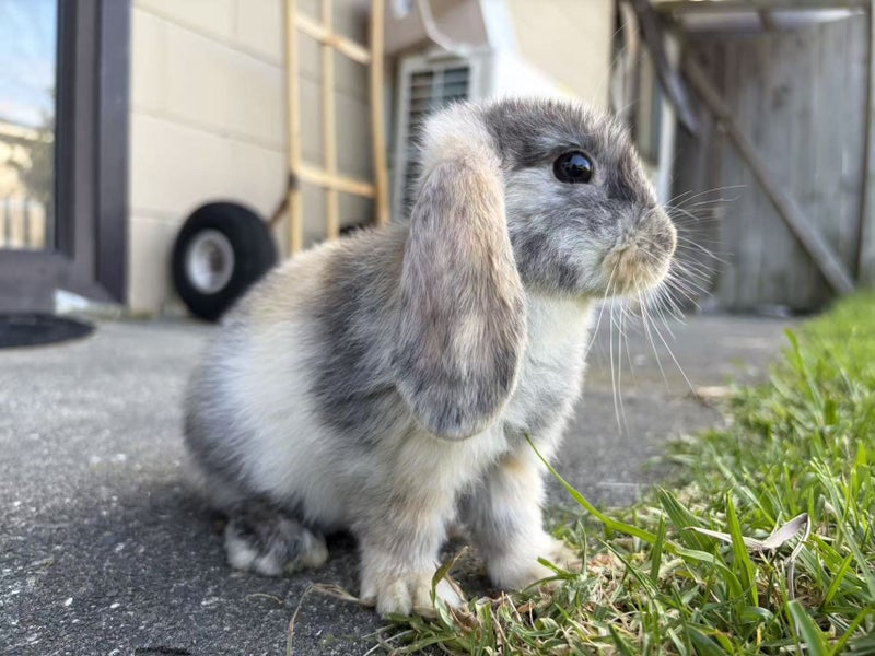 Mini Lop bunnies ready to go to their forever homes! Carousel 6