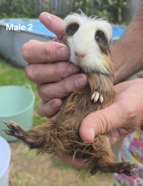 Baby Guinea Pigs Carousel 1