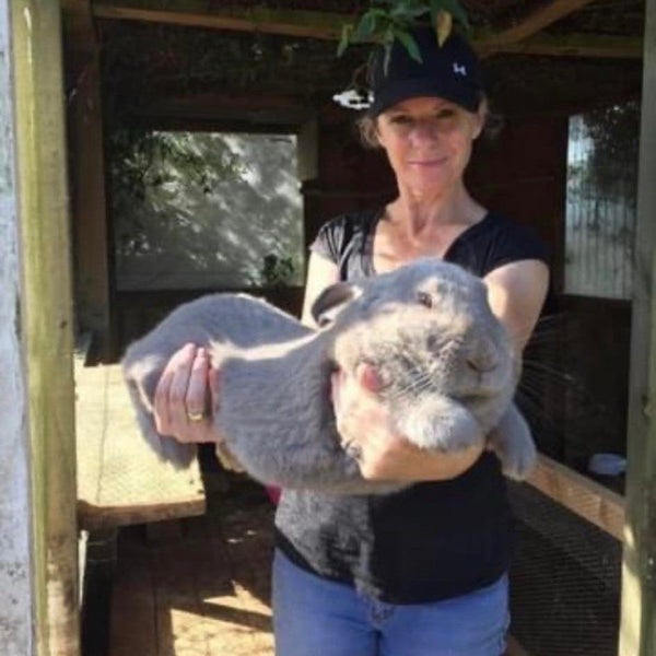 Flemish Giants by Weldonlea Carousel 2