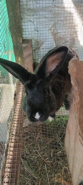 Flemish Gaint purebred buck Carousel 1