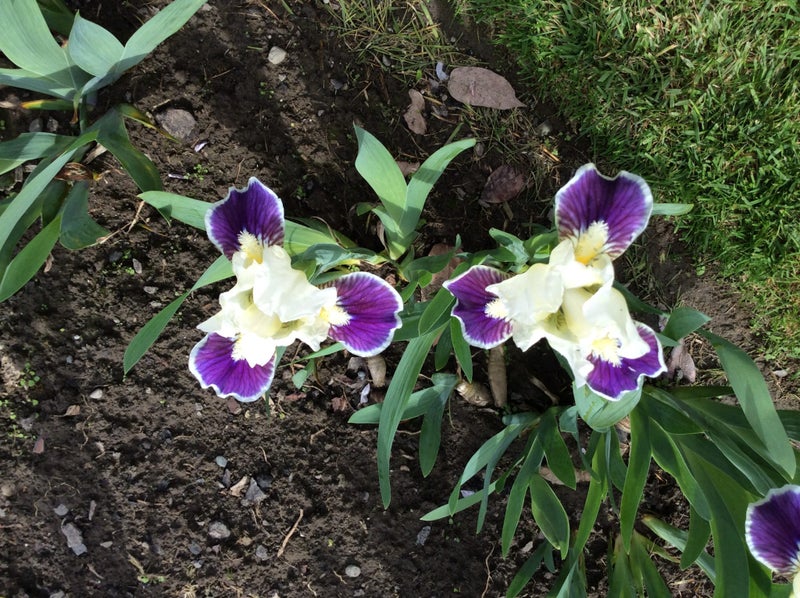 Iris bearded dwf , making eyes Carousel 1