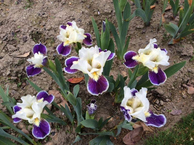 Iris bearded dwf , making eyes Carousel 2