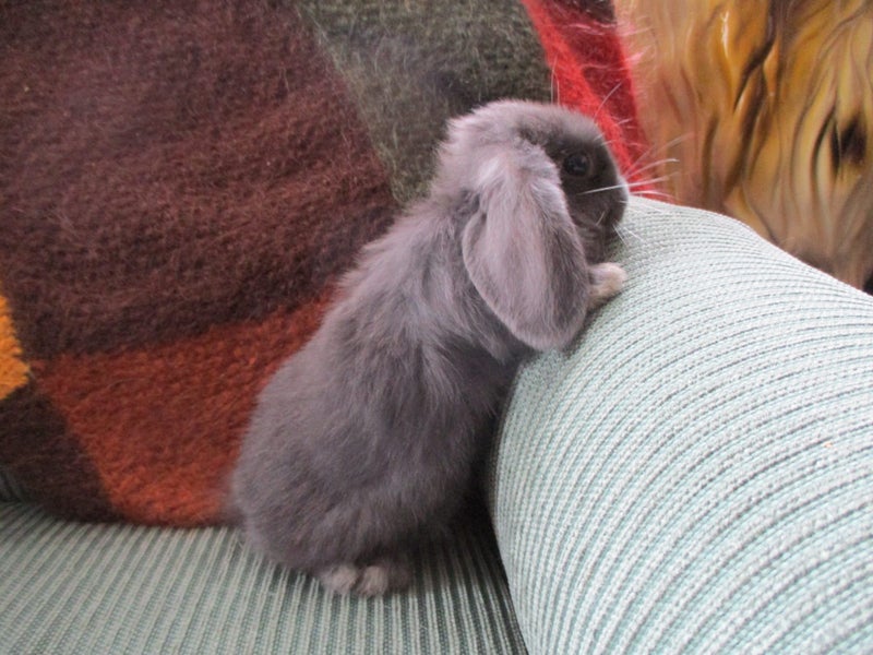 Mini Lop Rabbits Carousel 8