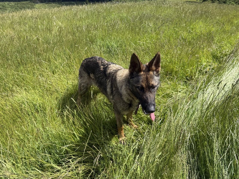 German Shepherd Carousel 1