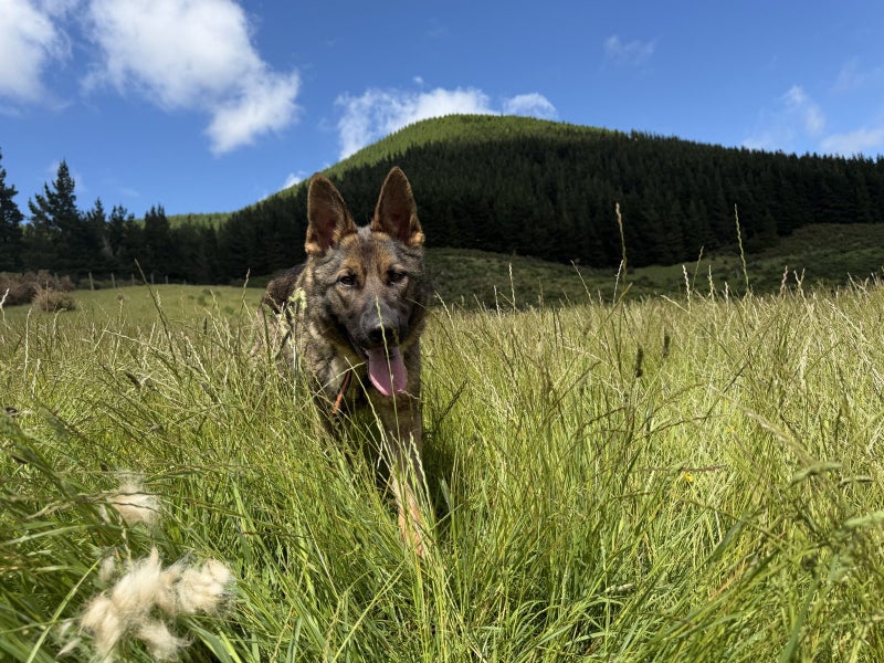 German Shepherd Carousel 2